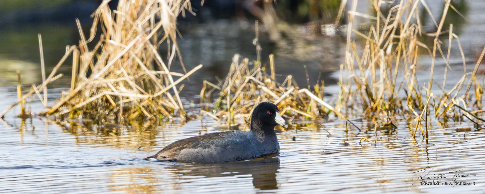 Canon EOS 7D Mark II + Canon EF 600mm F4L IS II USM sample photo. American coot photography