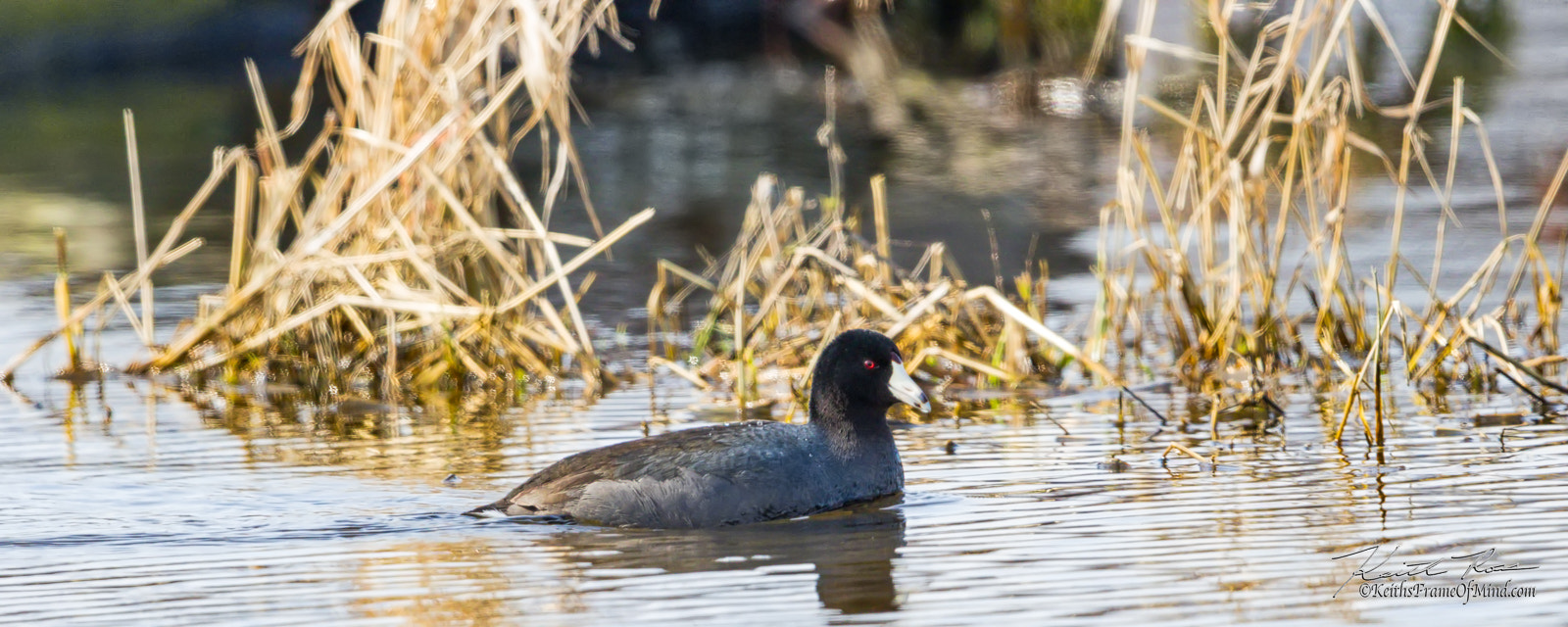 Canon EF 600mm F4L IS II USM sample photo. American coot photography