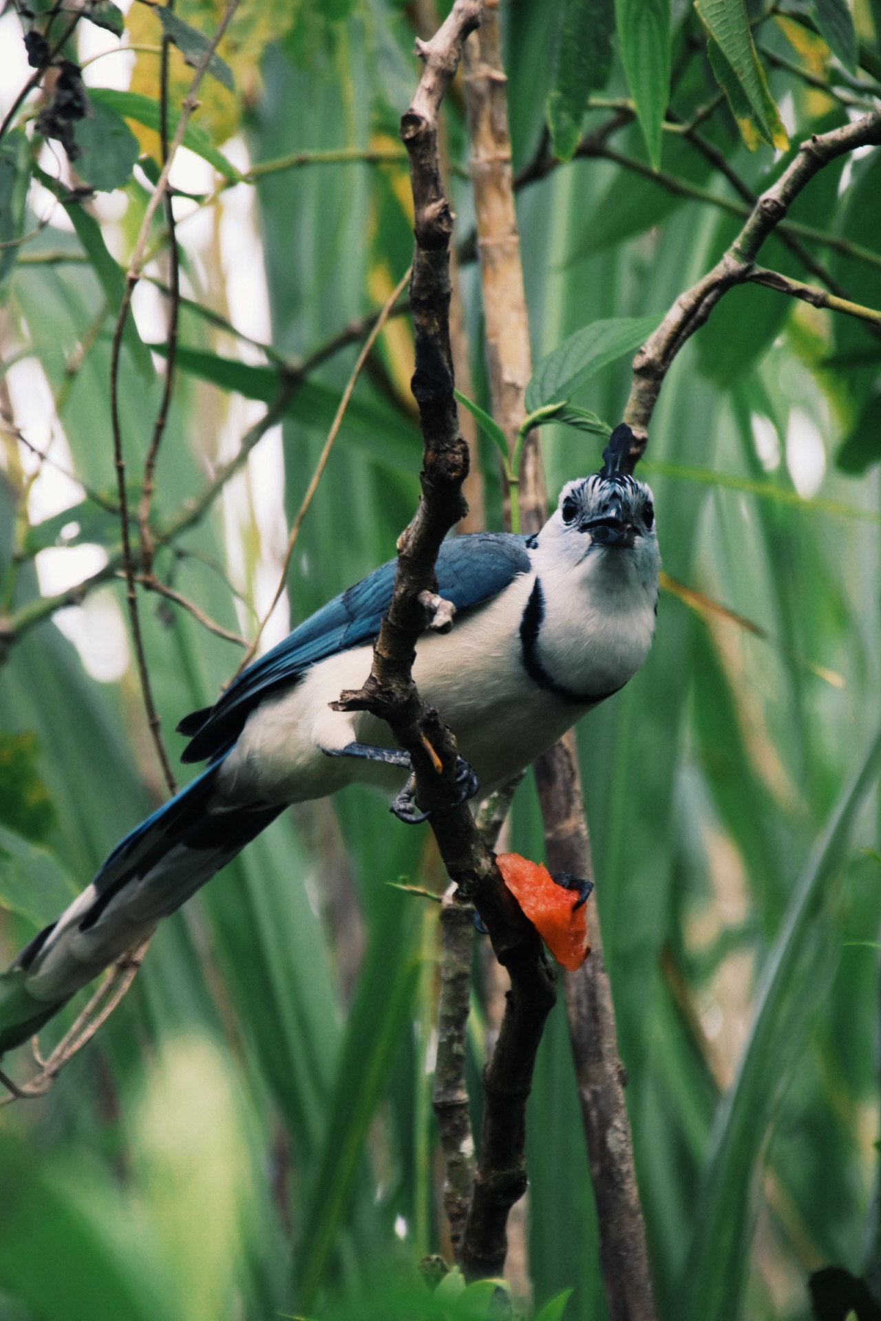 Sigma 18-250mm F3.5-6.3 DC OS HSM sample photo. Blue jay? photography