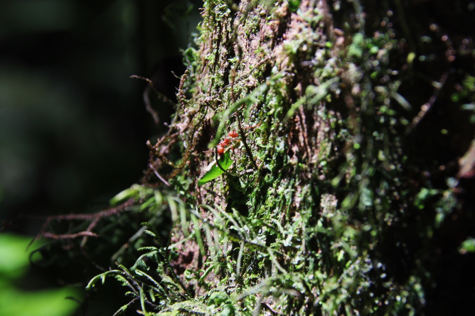 Sigma 18-250mm F3.5-6.3 DC OS HSM sample photo. Leafcutter ant... if you can spot it. photography
