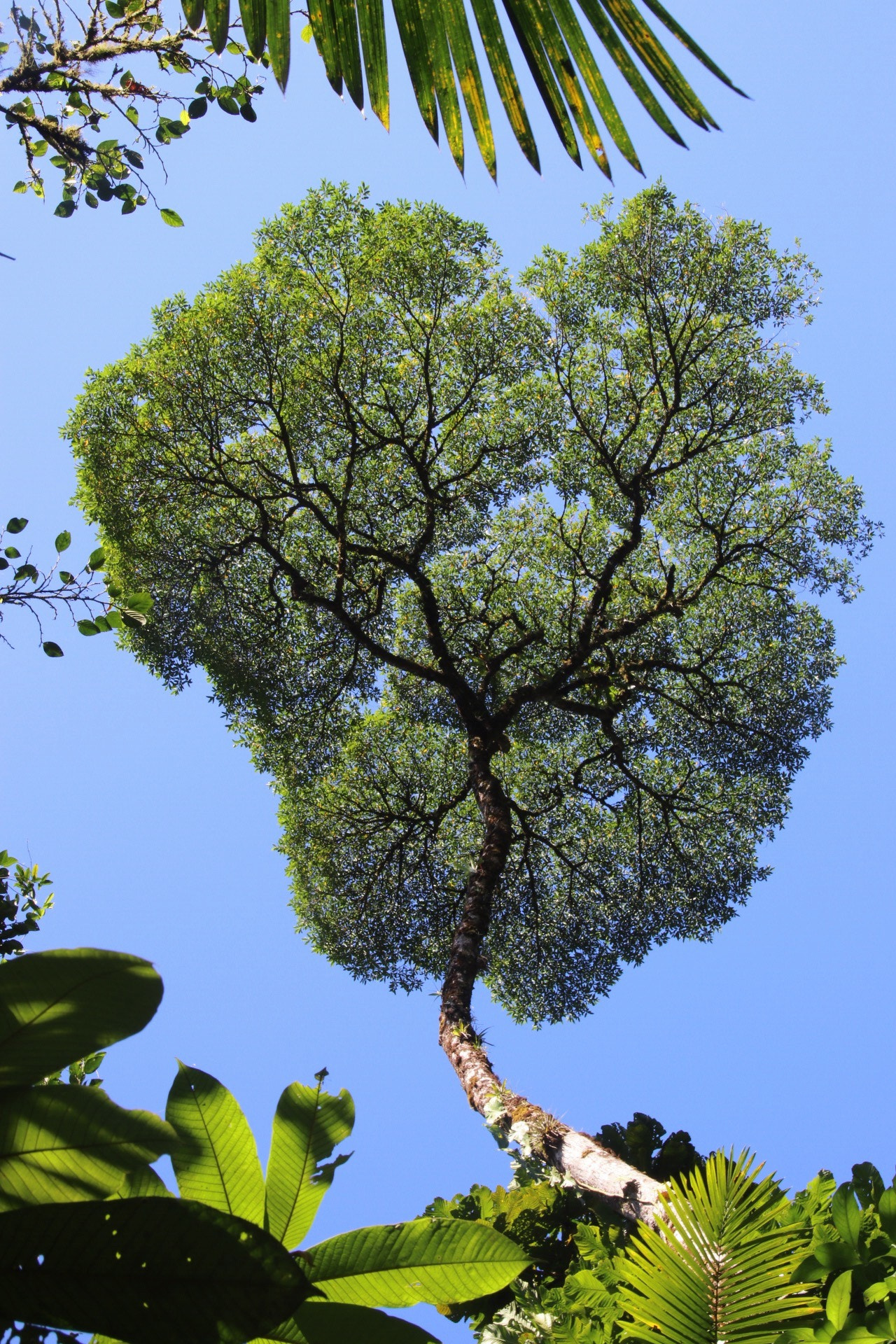 Sigma 18-125mm F3.8-5.6 DC OS HSM sample photo. Broccoli tree, looks more like a heart to me. photography