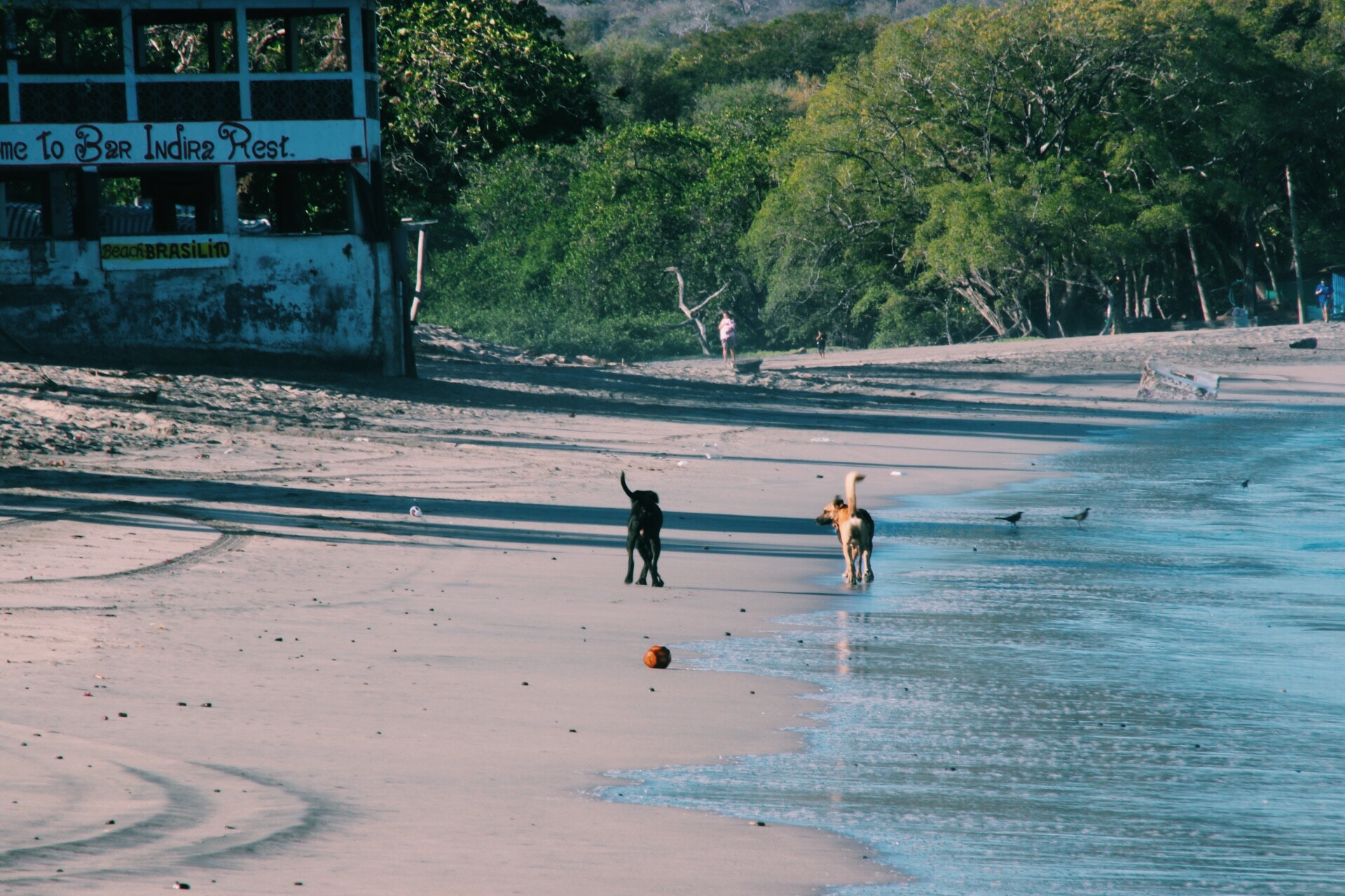 Sigma 18-250mm F3.5-6.3 DC OS HSM sample photo. Street dogs strolling on the beach. photography