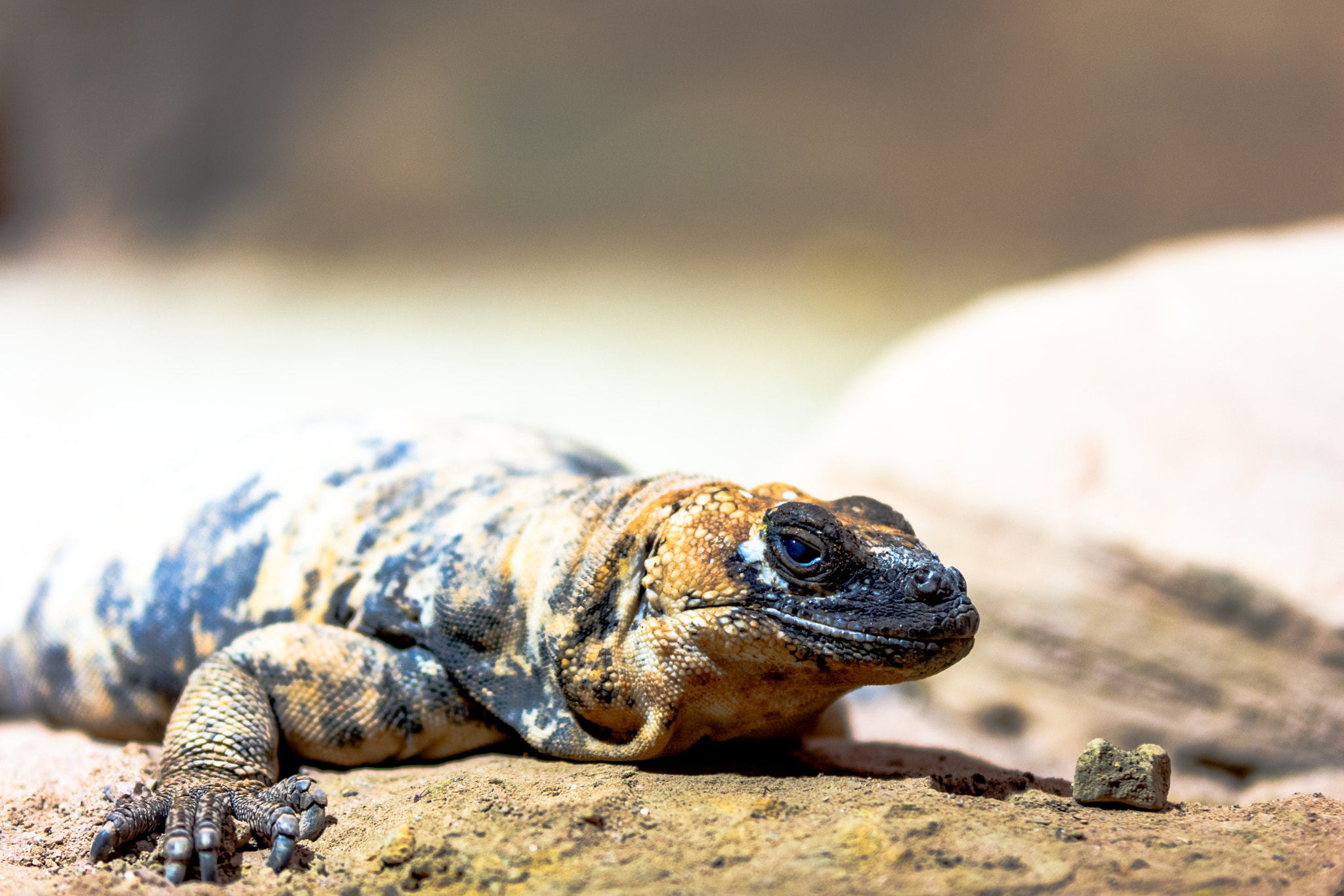 Nikon D7200 sample photo. San esteban island chuckwalla photography