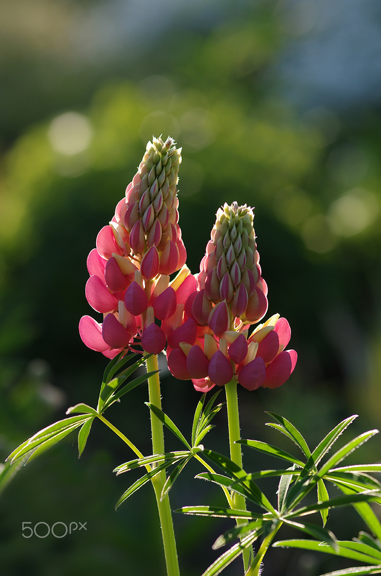 Pentax K-5 + Sigma sample photo. Nice day 2 photography