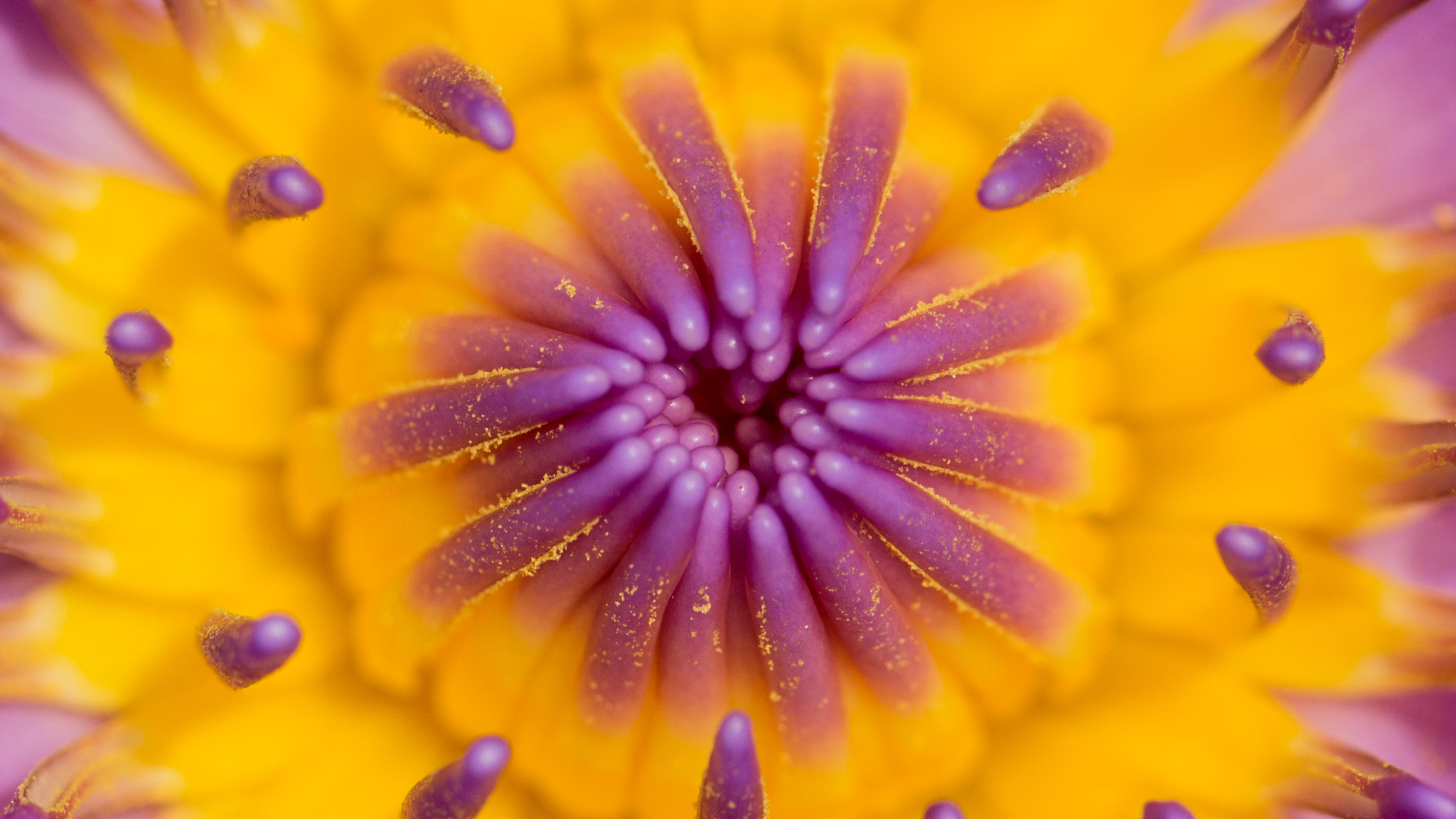 Canon EF 100mm F2.8L Macro IS USM sample photo. Core photography