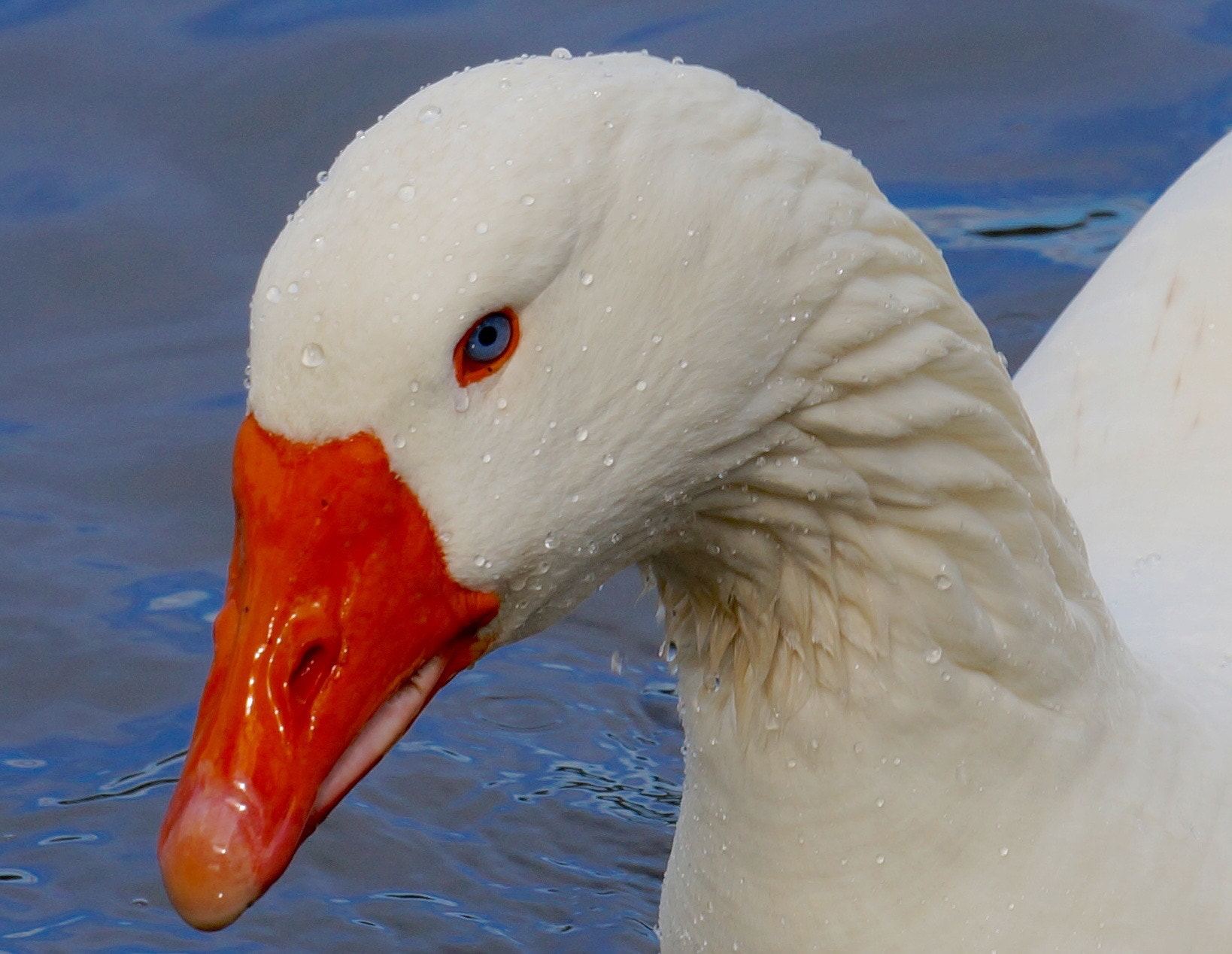 Sony FE 24-240mm F3.5-6.3 OSS sample photo. Gorgeous goose photography