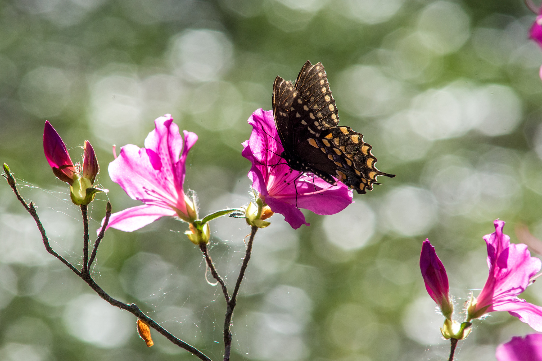 AF Nikkor 300mm f/4 IF-ED sample photo. Butterfly and flower photography
