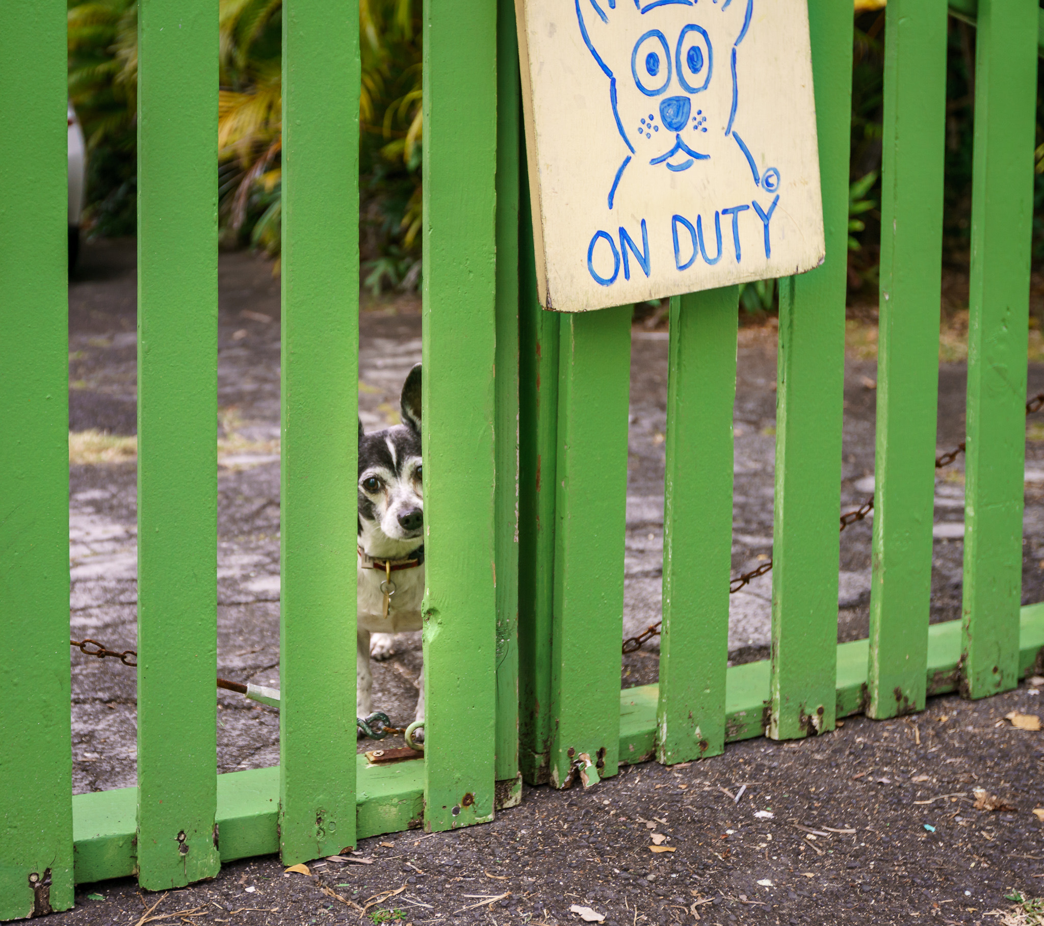 Sony a7R II + Canon EF 16-35mm F2.8L II USM sample photo. Guard dog, beware! photography