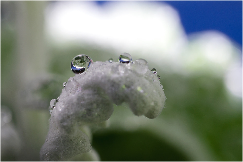 Pentax K-r sample photo. Plants have a face too photography