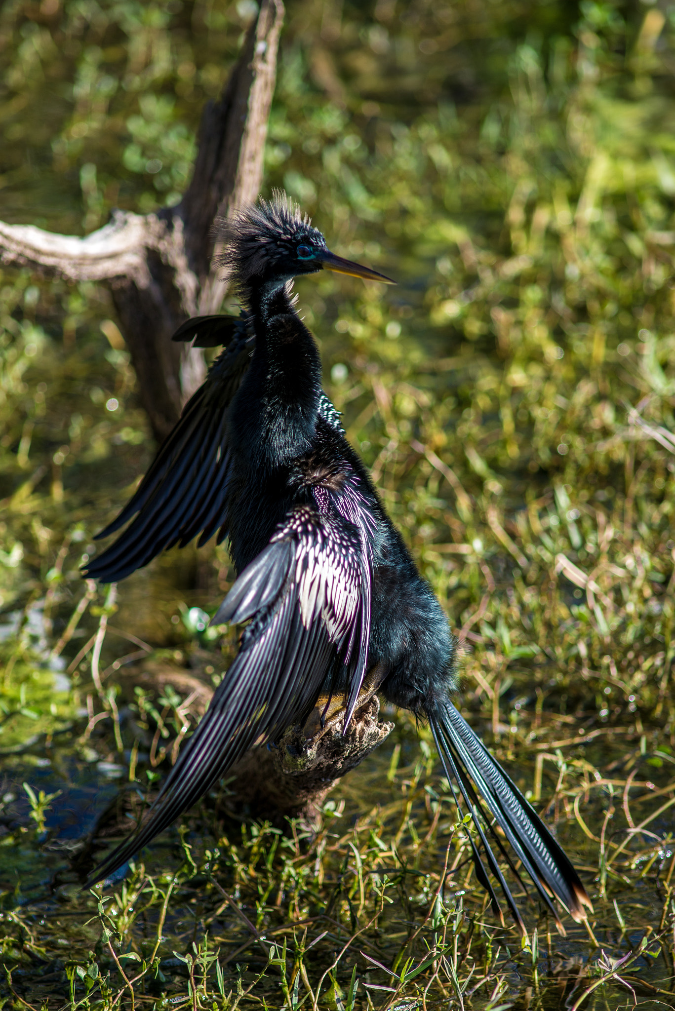 Nikon D610 + AF Nikkor 300mm f/4 IF-ED sample photo. Anhinga photography