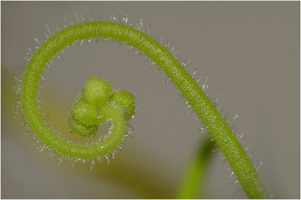Pentax K-r sample photo. Buds of a drosera alba capensis (carnivorous plant) photography