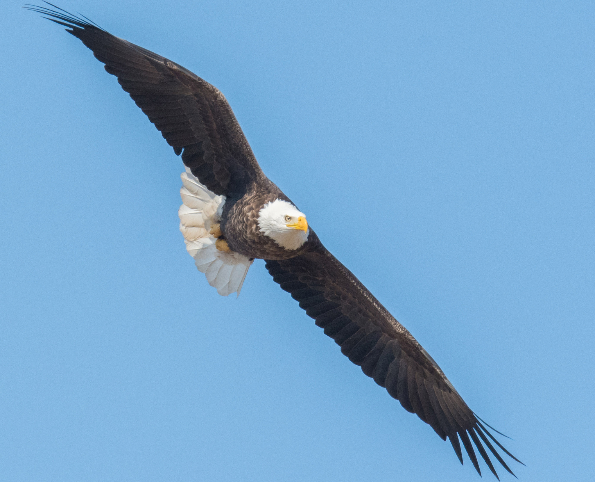 Nikon D500 sample photo. Eagle soars over rural missouri photography