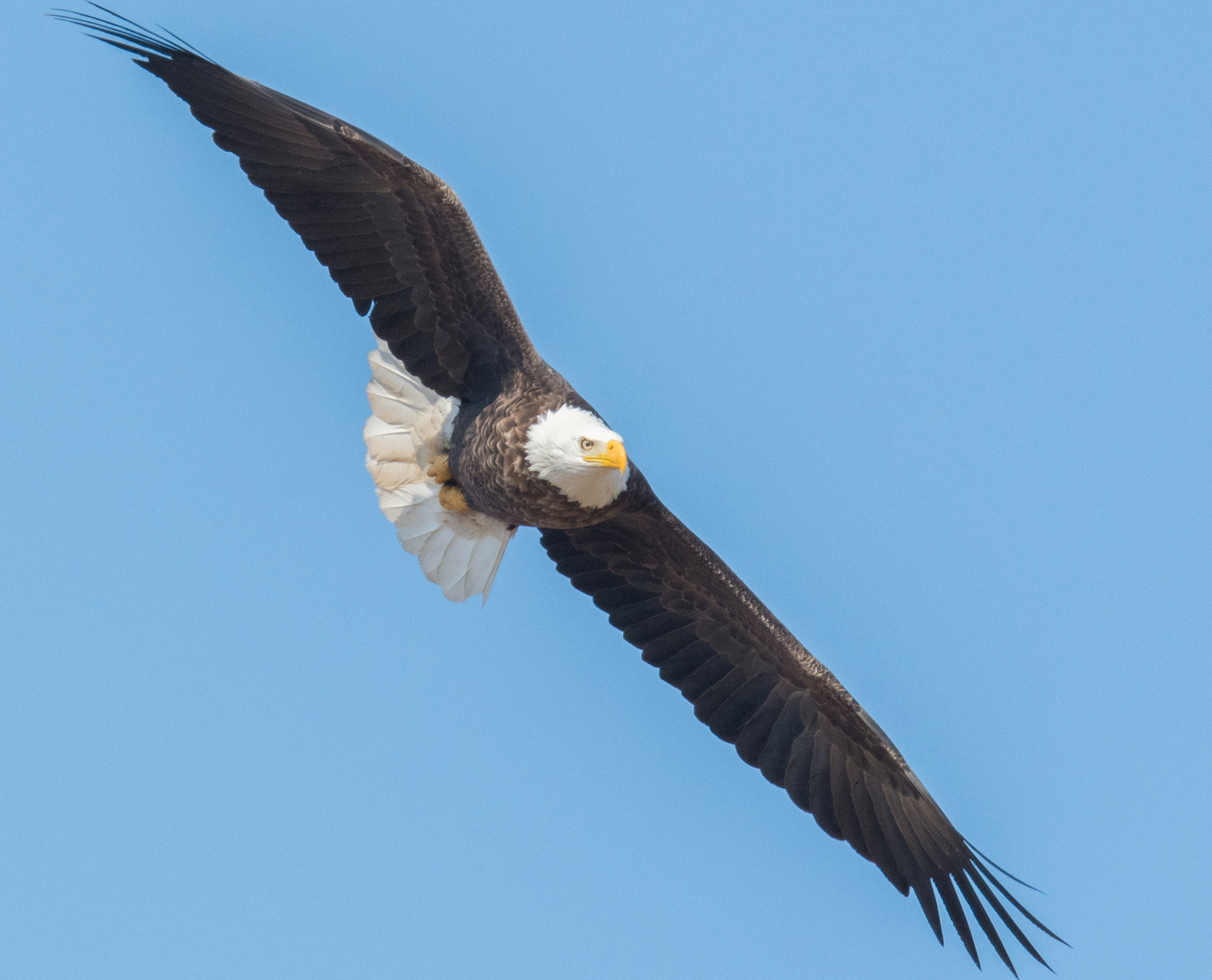 Nikon AF-S Nikkor 500mm F4E FL ED VR sample photo. Eagle soars over rural missouri photography