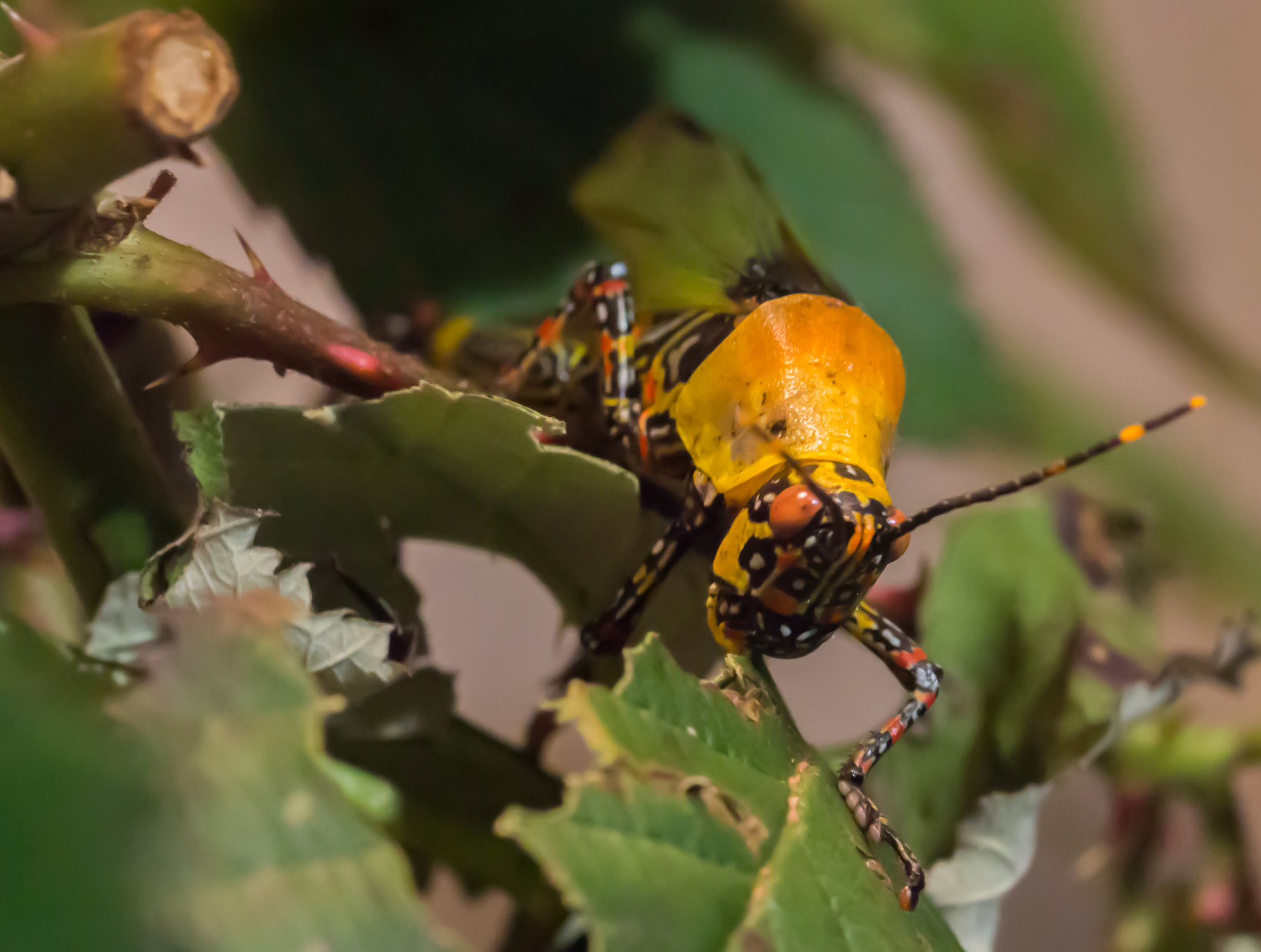 Canon EF 100mm F2.8L Macro IS USM sample photo. Heuschrecke / grasshopper photography