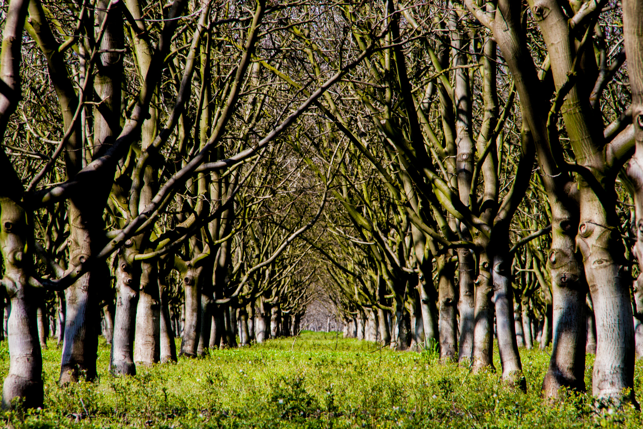 Canon TS-E 90mm F2.8 Tilt-Shift sample photo. Walnut tree orchard photography