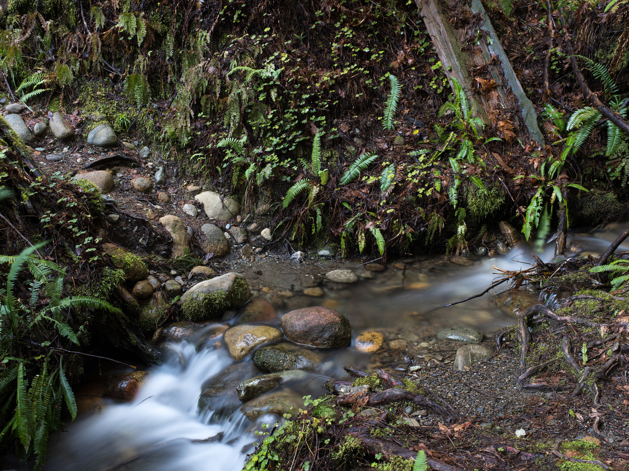 Pentax smc D FA 645 55mm F2.8 AL (IF) SDM AW sample photo. Hiouchi trail photography