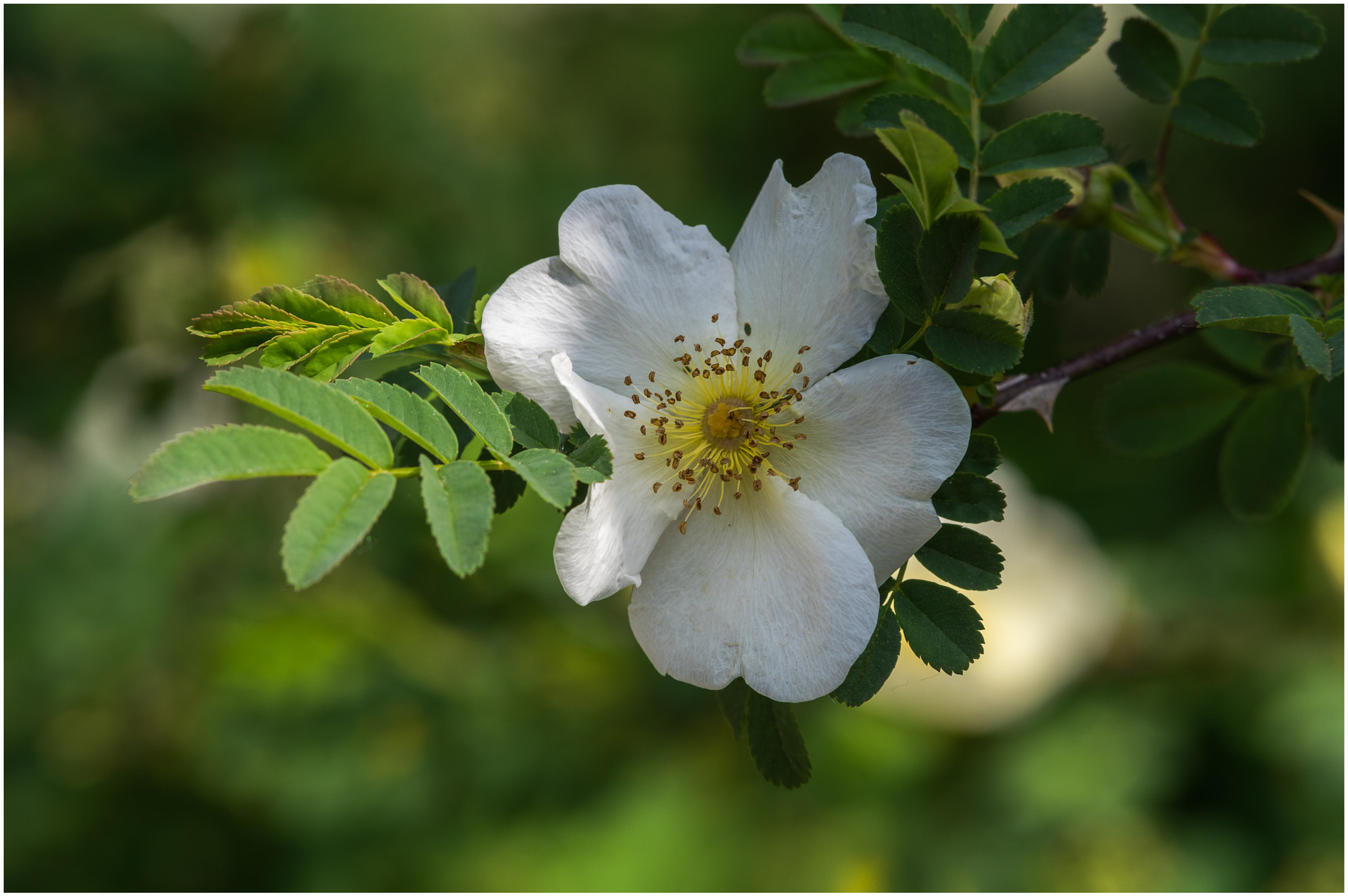 Pentax K-3 sample photo. Little white star photography
