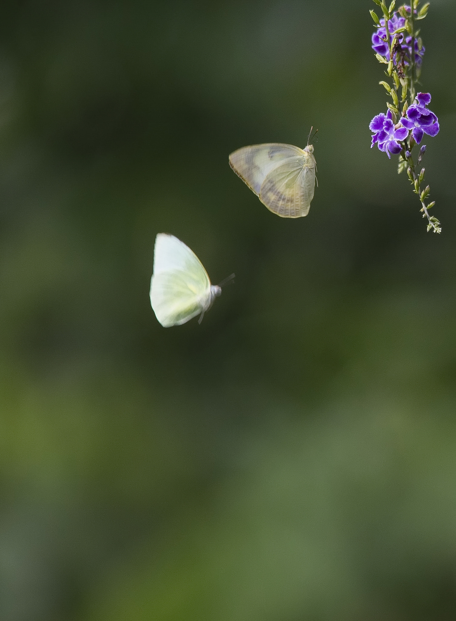 Sigma 150-500mm F5-6.3 DG OS HSM sample photo
