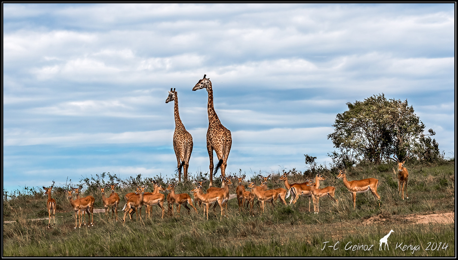 Canon EF 70-300mm F4-5.6L IS USM sample photo. Girafe massai photography