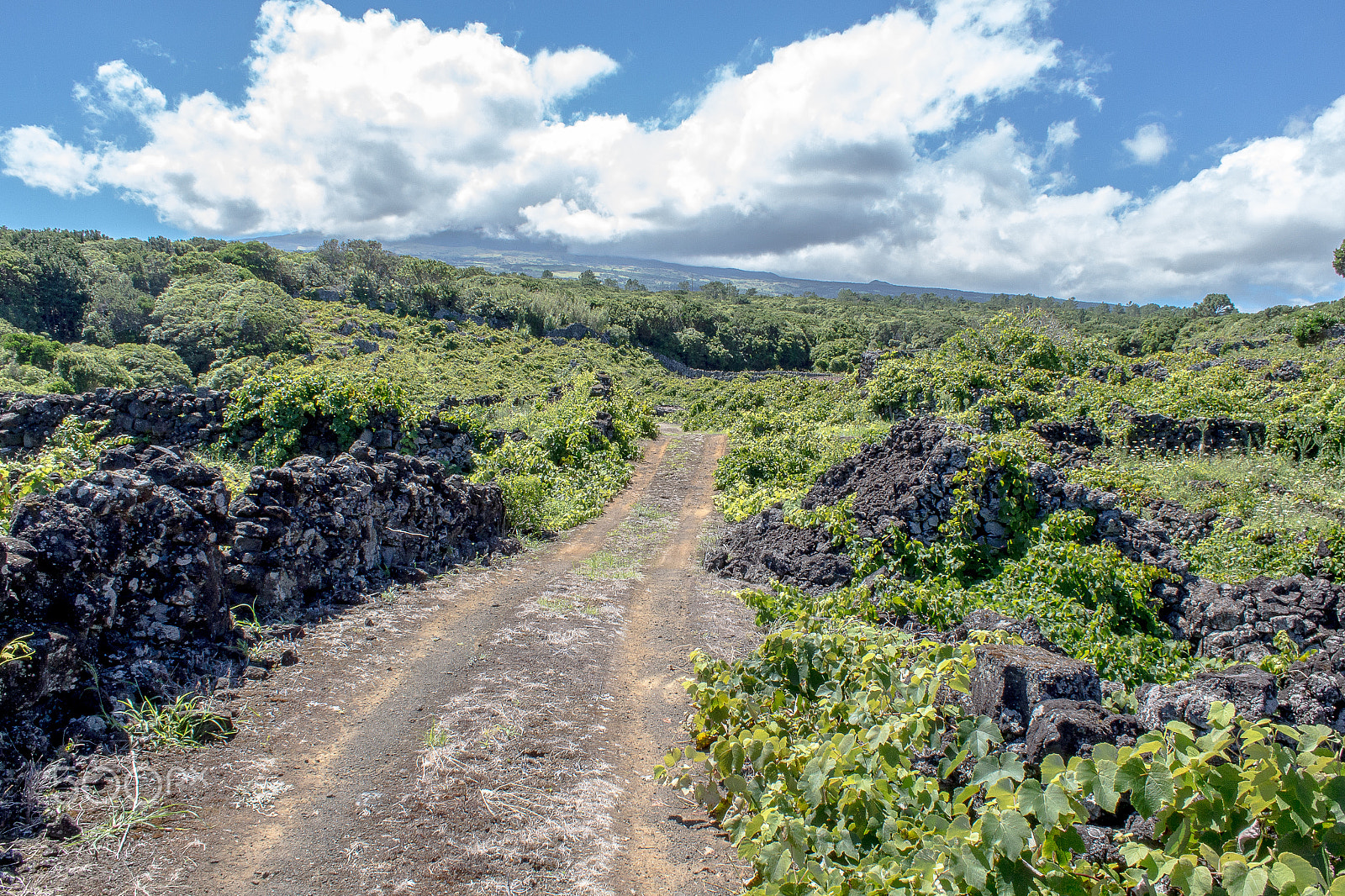 Canon EOS 650D (EOS Rebel T4i / EOS Kiss X6i) sample photo. Azores vineyard photography