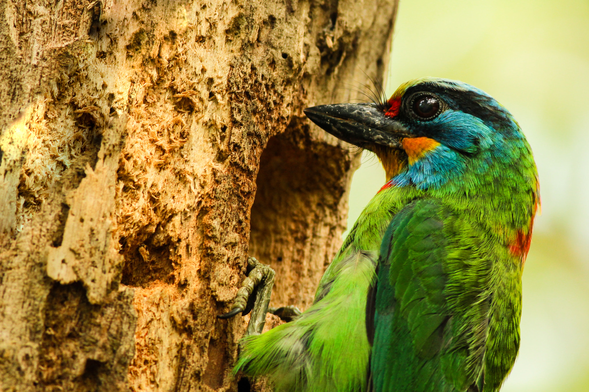 Canon EF 400mm F5.6L USM sample photo. As close as it gets photography