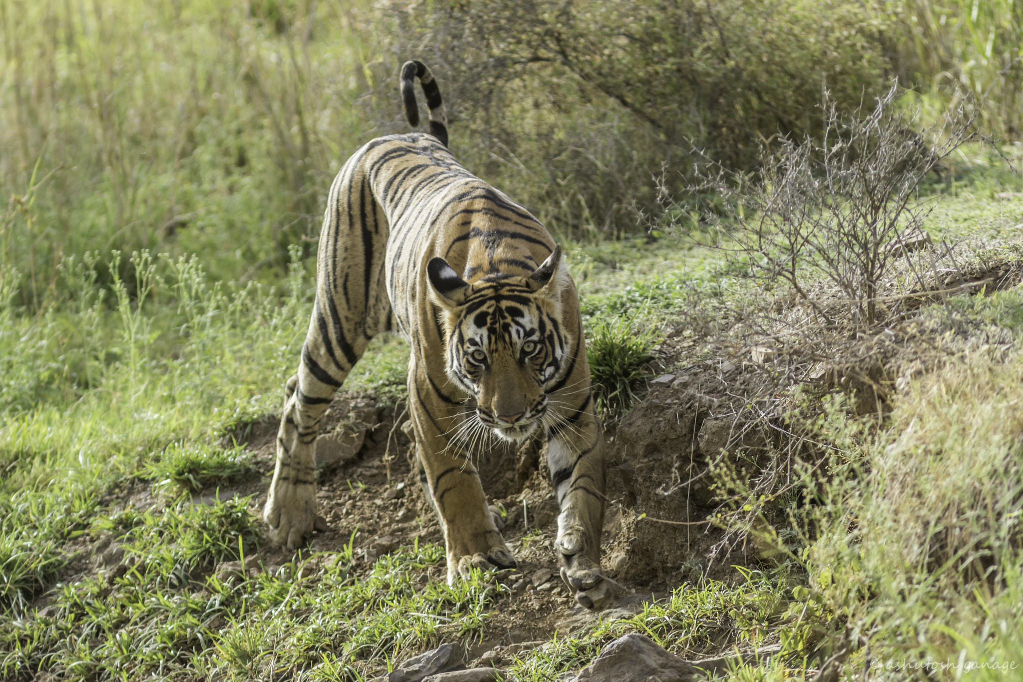 Canon EOS 7D Mark II + Canon EF 300mm F4L IS USM sample photo. Royal bengal tiger photography