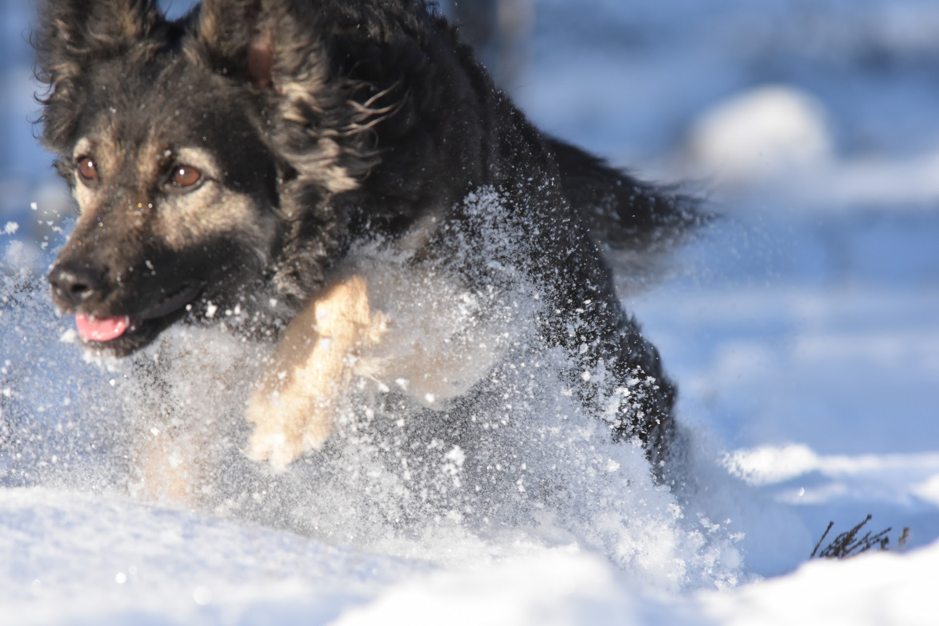 Sigma 70-200mm F2.8 EX DG Macro HSM II sample photo. I'm the fastest photography
