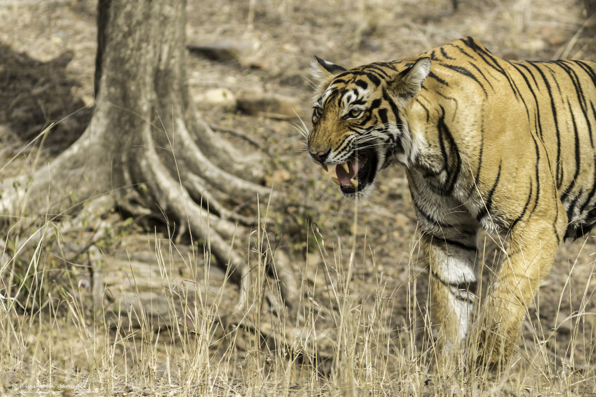 Canon EF 300mm F4L IS USM sample photo. Royal bengal tiger ...calling her cubs photography