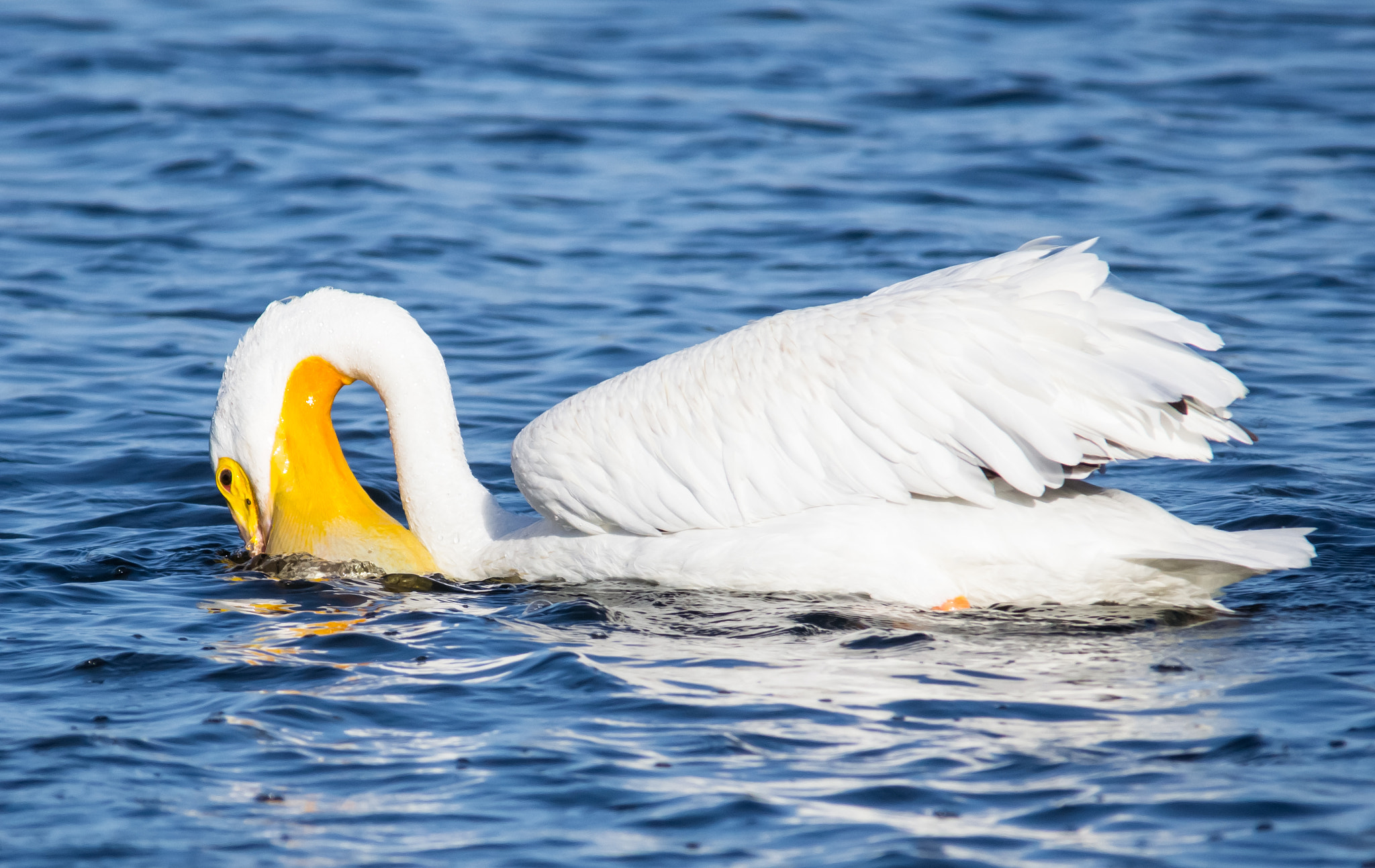 Sigma 150-500mm F5-6.3 DG OS HSM sample photo. A white pelican photography