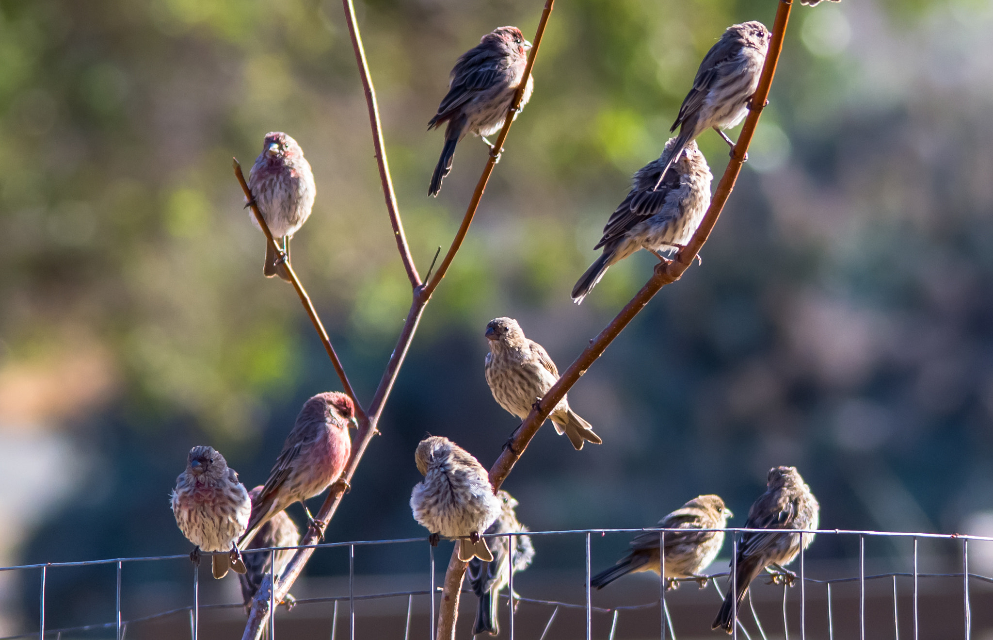 Sigma 150-500mm F5-6.3 DG OS HSM sample photo. Sparrows - 1 photography