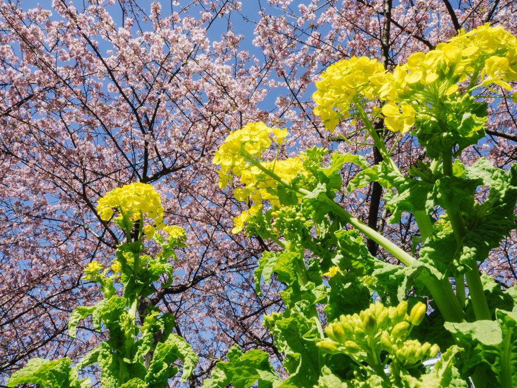 Panasonic Lumix DMC-GH4 + Olympus M.Zuiko Digital ED 12-40mm F2.8 Pro sample photo. Rape blossoms photography