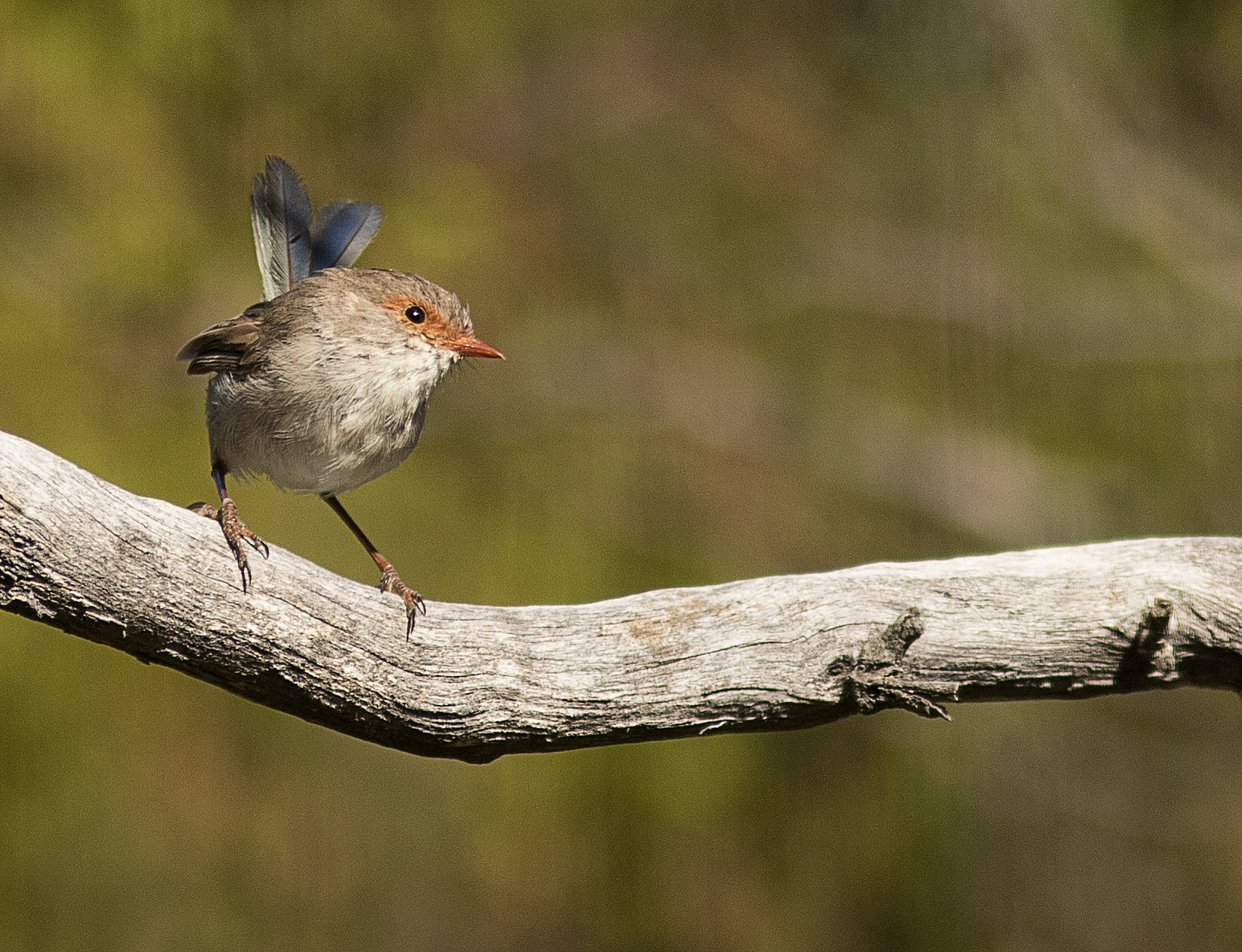 Canon EF 300mm F4L IS USM sample photo. Female superb fairy-wren photography