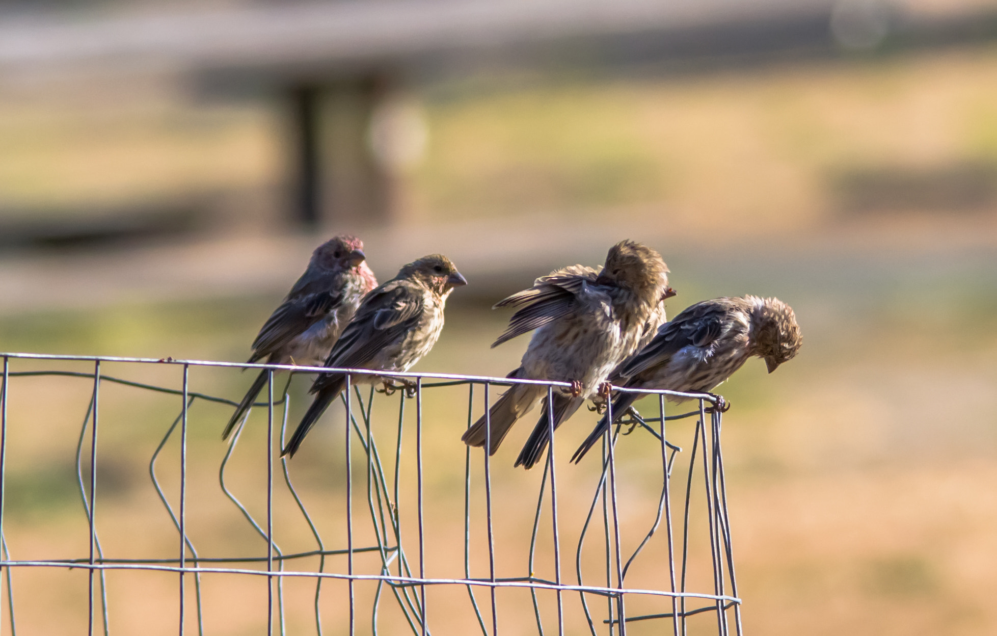 Sigma 150-500mm F5-6.3 DG OS HSM sample photo. Sparrows - 2 photography