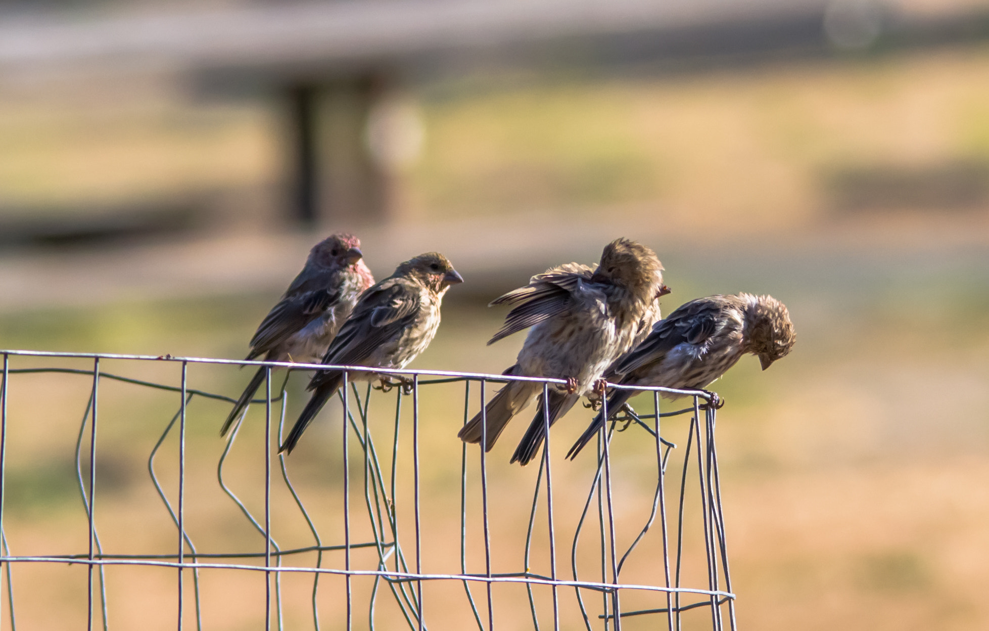 Nikon D3100 + Sigma 150-500mm F5-6.3 DG OS HSM sample photo. Sparrows - 2 photography