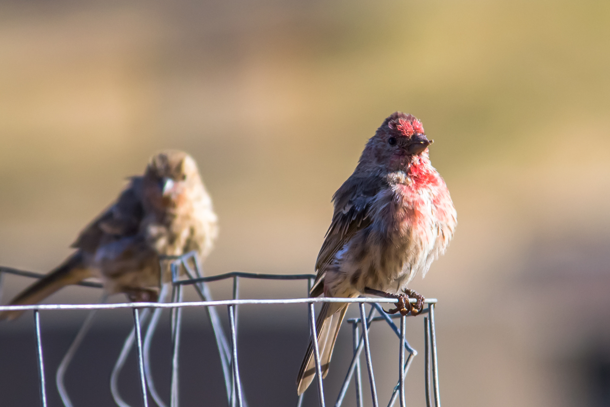 Nikon D3100 + Sigma 150-500mm F5-6.3 DG OS HSM sample photo. Sparrows - 3 photography