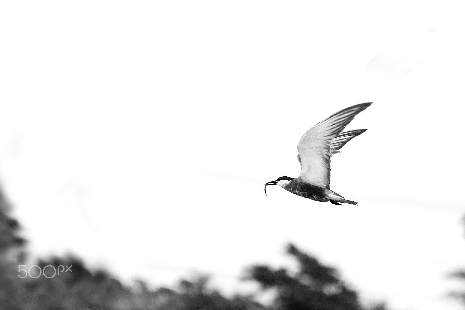 Canon EOS 60D sample photo. Whiskered tern photography
