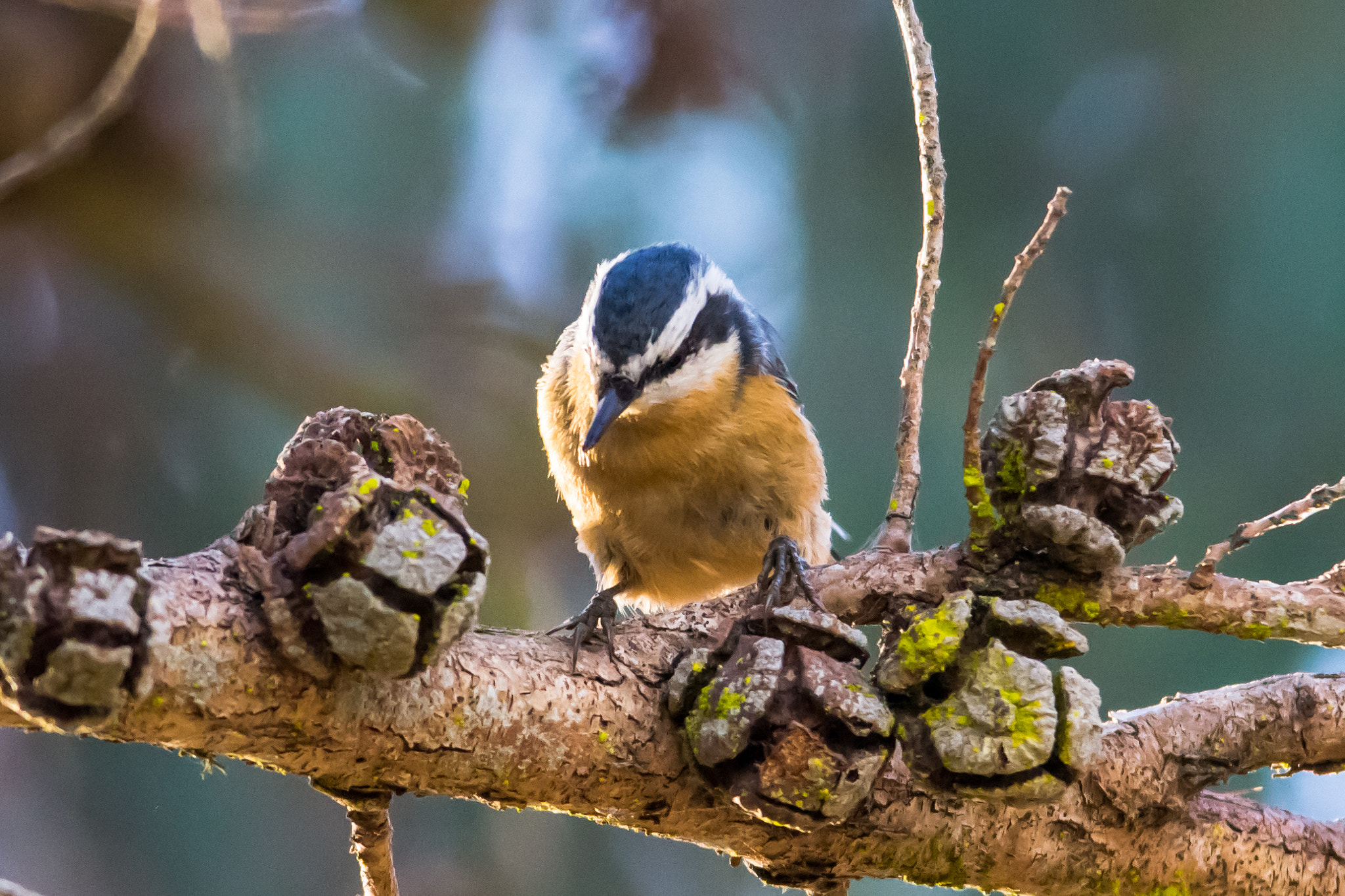 Sigma 150-500mm F5-6.3 DG OS HSM sample photo. Red-breasted nuthatch photography
