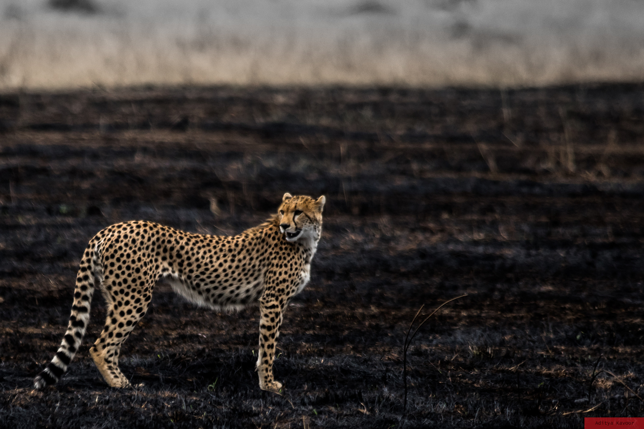 Sigma 150-500mm F5-6.3 DG OS HSM sample photo. Cheetah at maasai mara, kenya photography