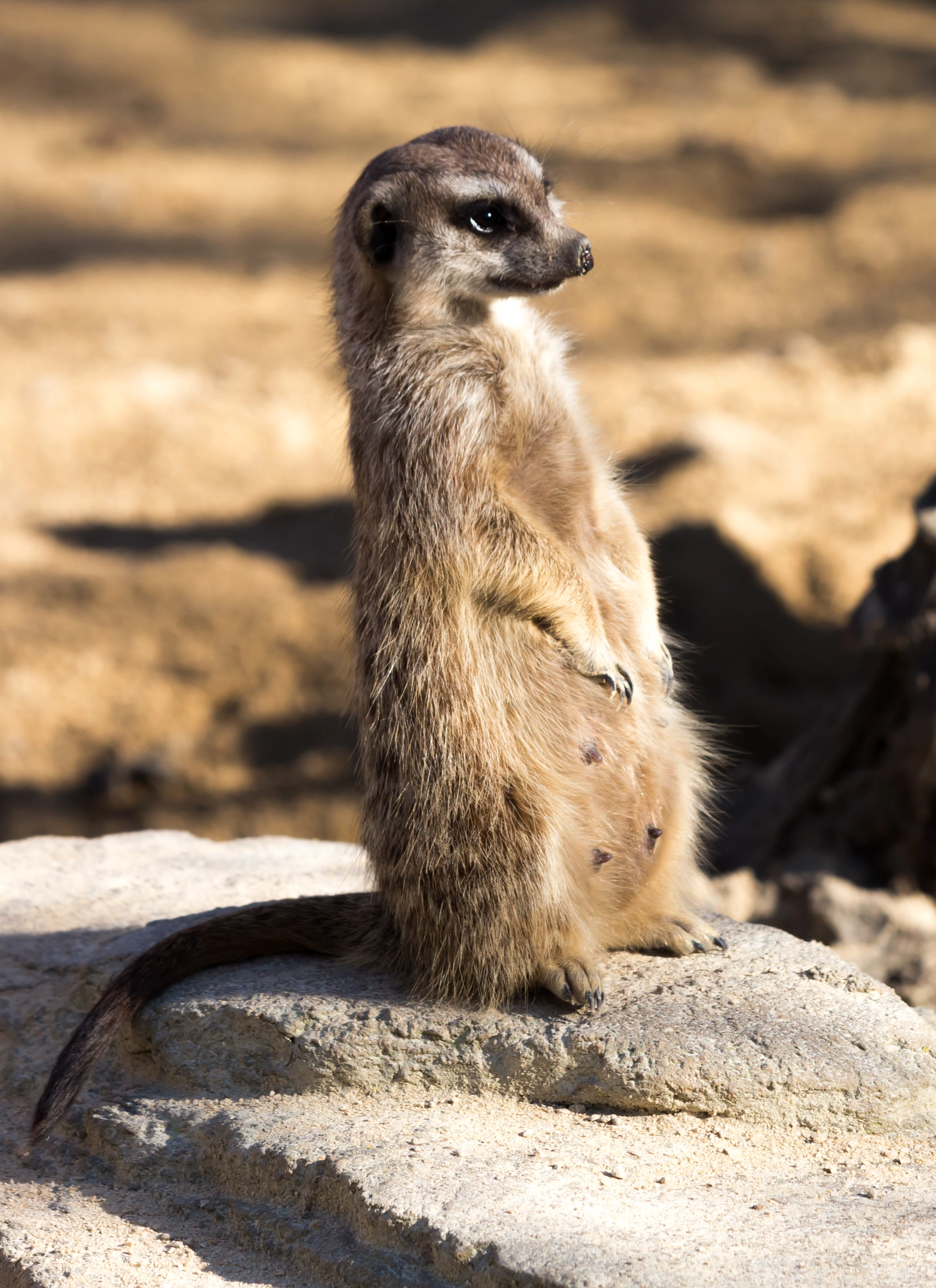 Canon EF 70-300mm F4-5.6 IS USM sample photo. Erdmännchen / meerkat / suricata suricatta photography