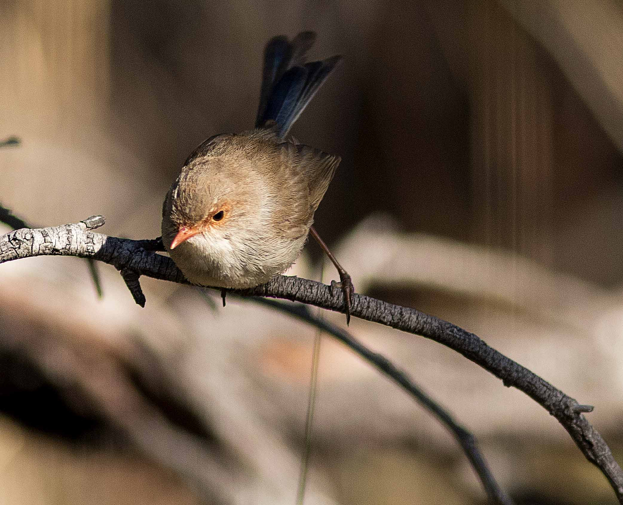Canon EF 300mm F4L IS USM sample photo. Female superb fairy-wren photography