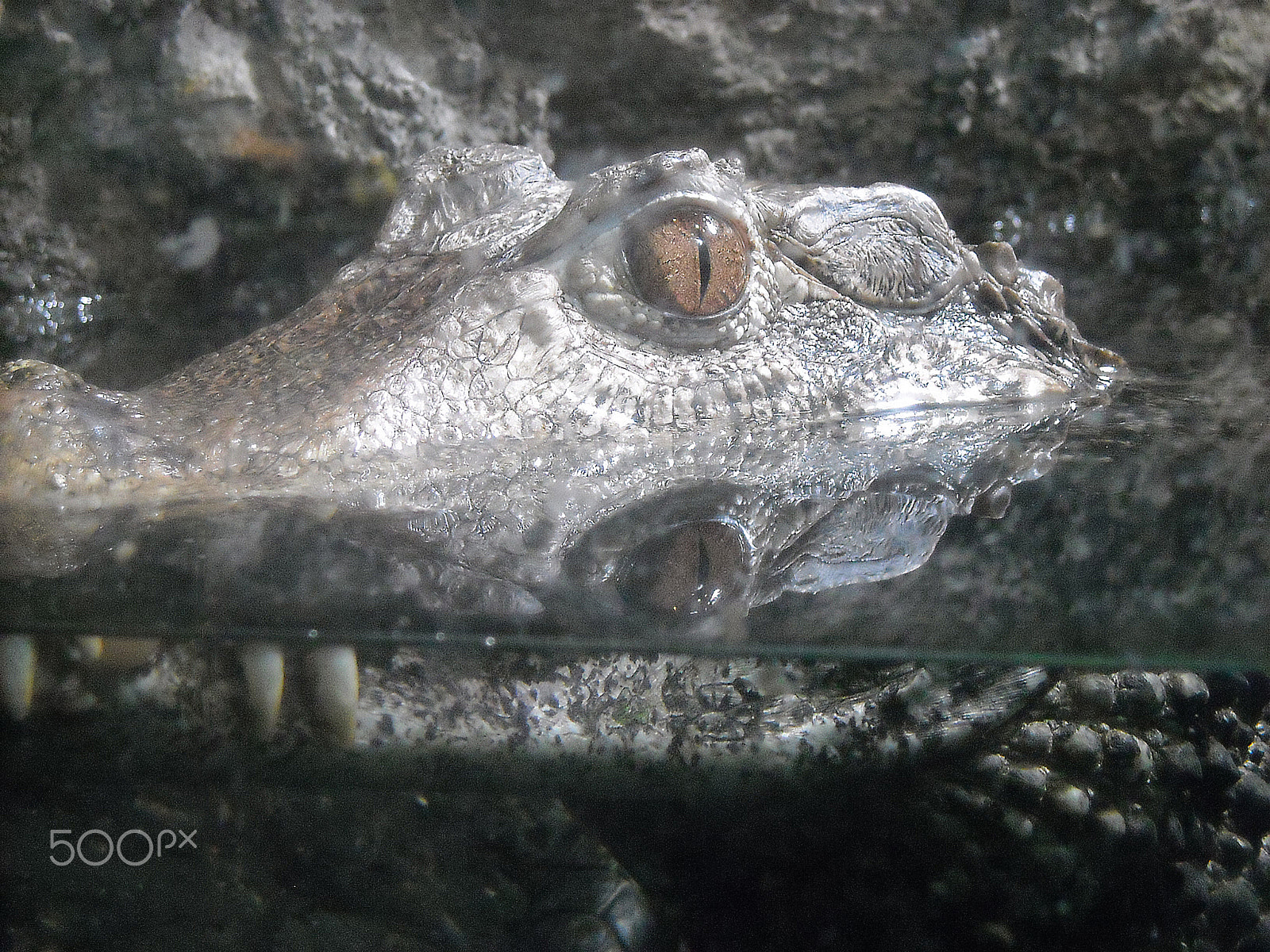 Nikon Coolpix L18 sample photo. Crocodile photography