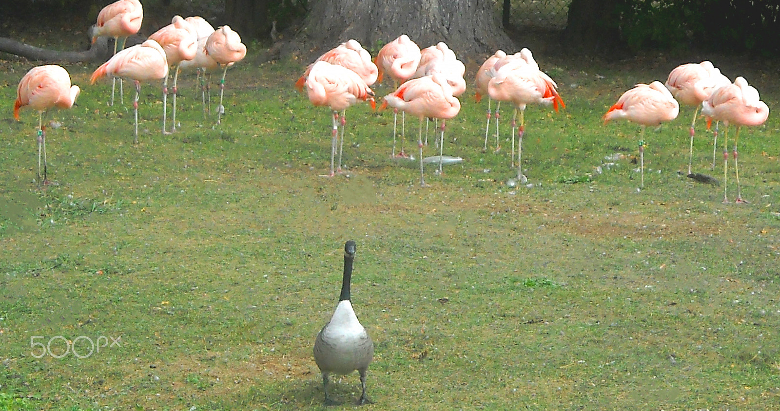 Nikon Coolpix L18 sample photo. Duck and flamingos photography