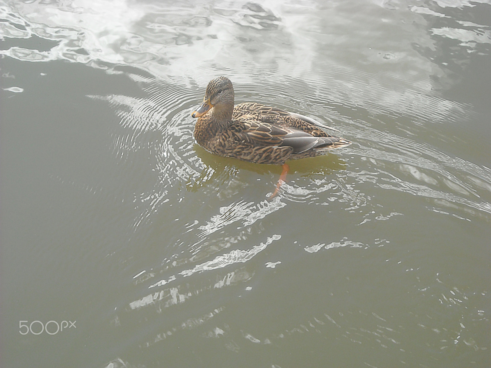 Nikon Coolpix L18 sample photo. Duck in water photography