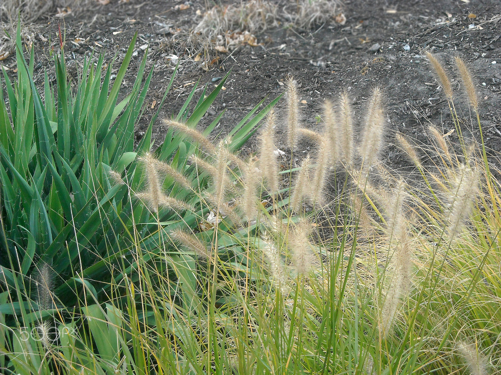 Nikon Coolpix L18 sample photo. Grass photography