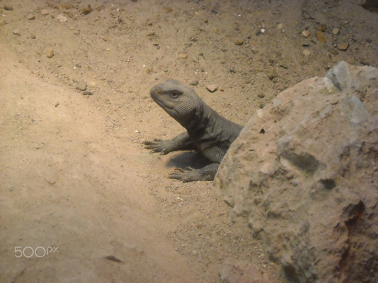 Nikon Coolpix L18 sample photo. Lizard behind rock photography