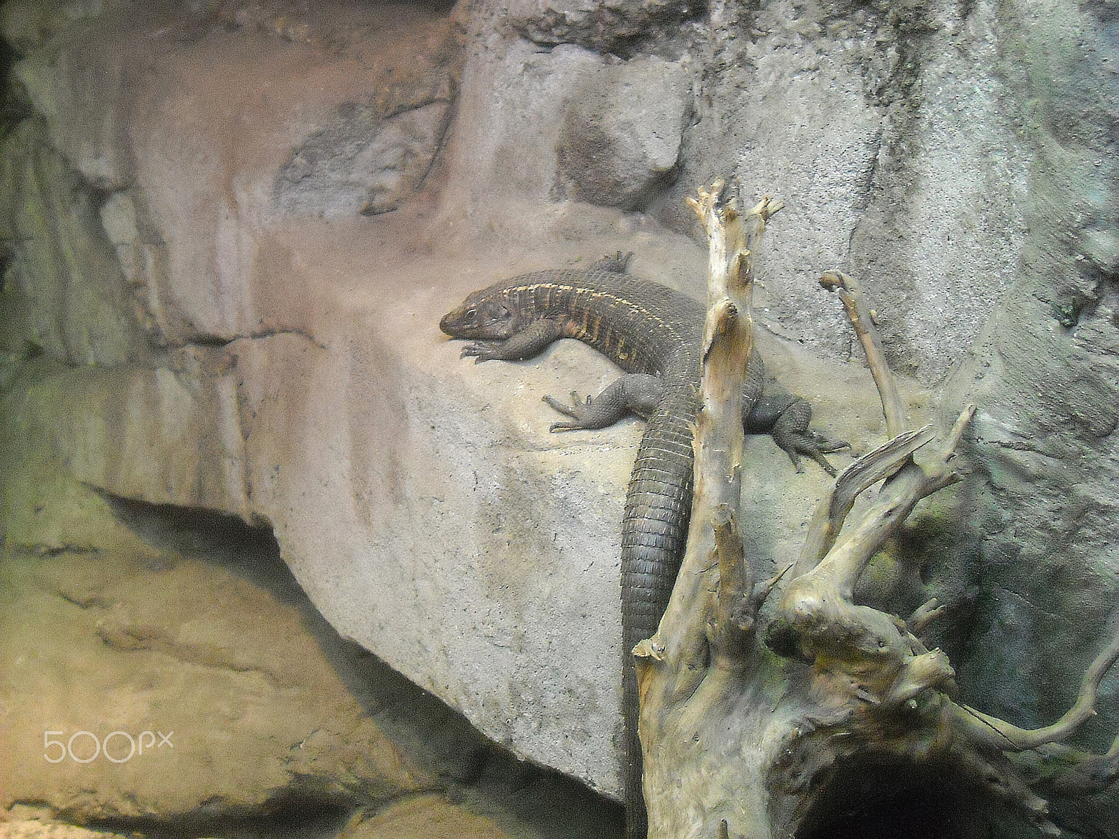 Nikon Coolpix L18 sample photo. Lizard on ledge photography