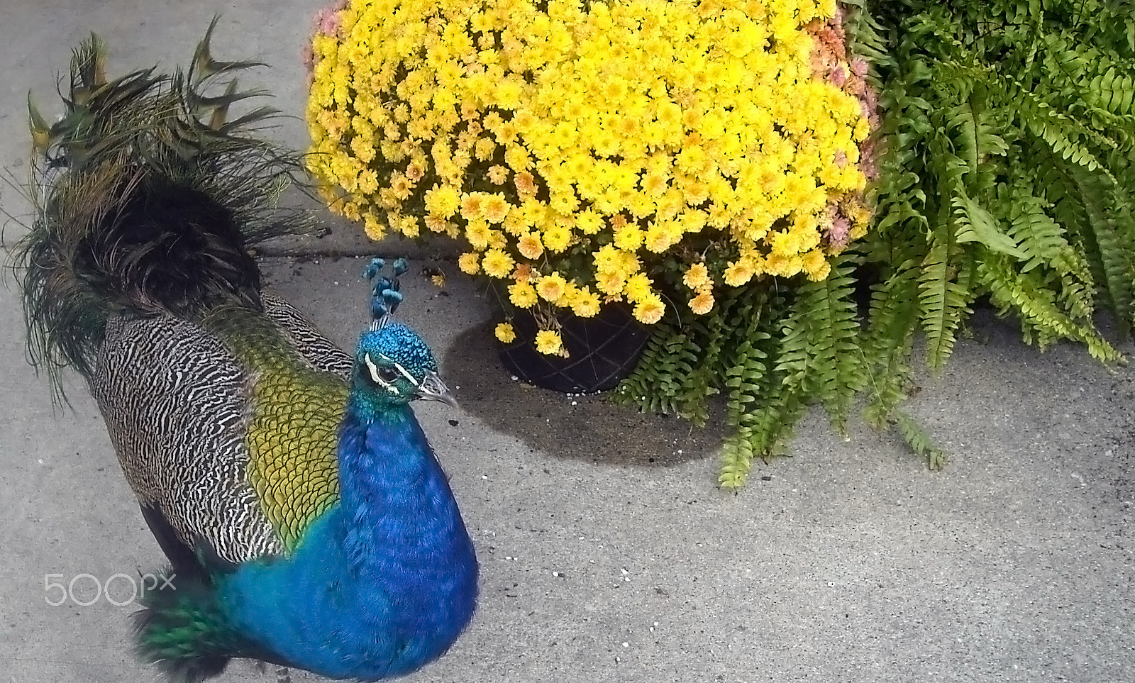 Nikon Coolpix L18 sample photo. Peacock and flowers photography