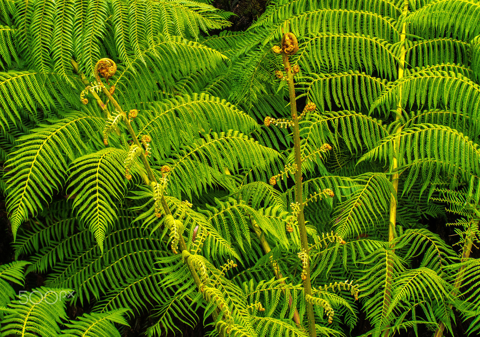 Olympus OM-D E-M5 sample photo. Tree fern fronds photography