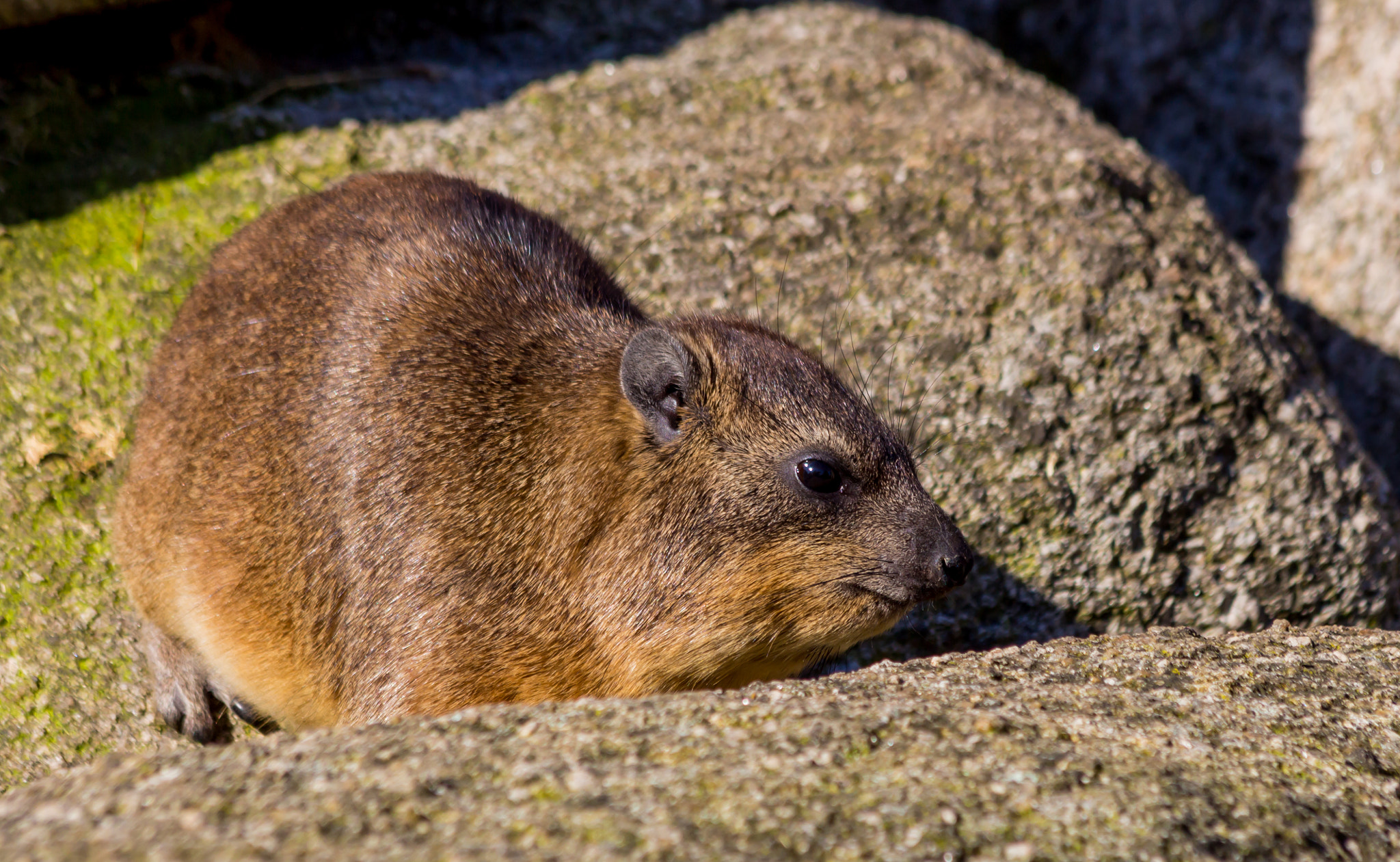 Canon EF 70-300mm F4-5.6 IS USM sample photo. Klippschliefer klippdachs photography