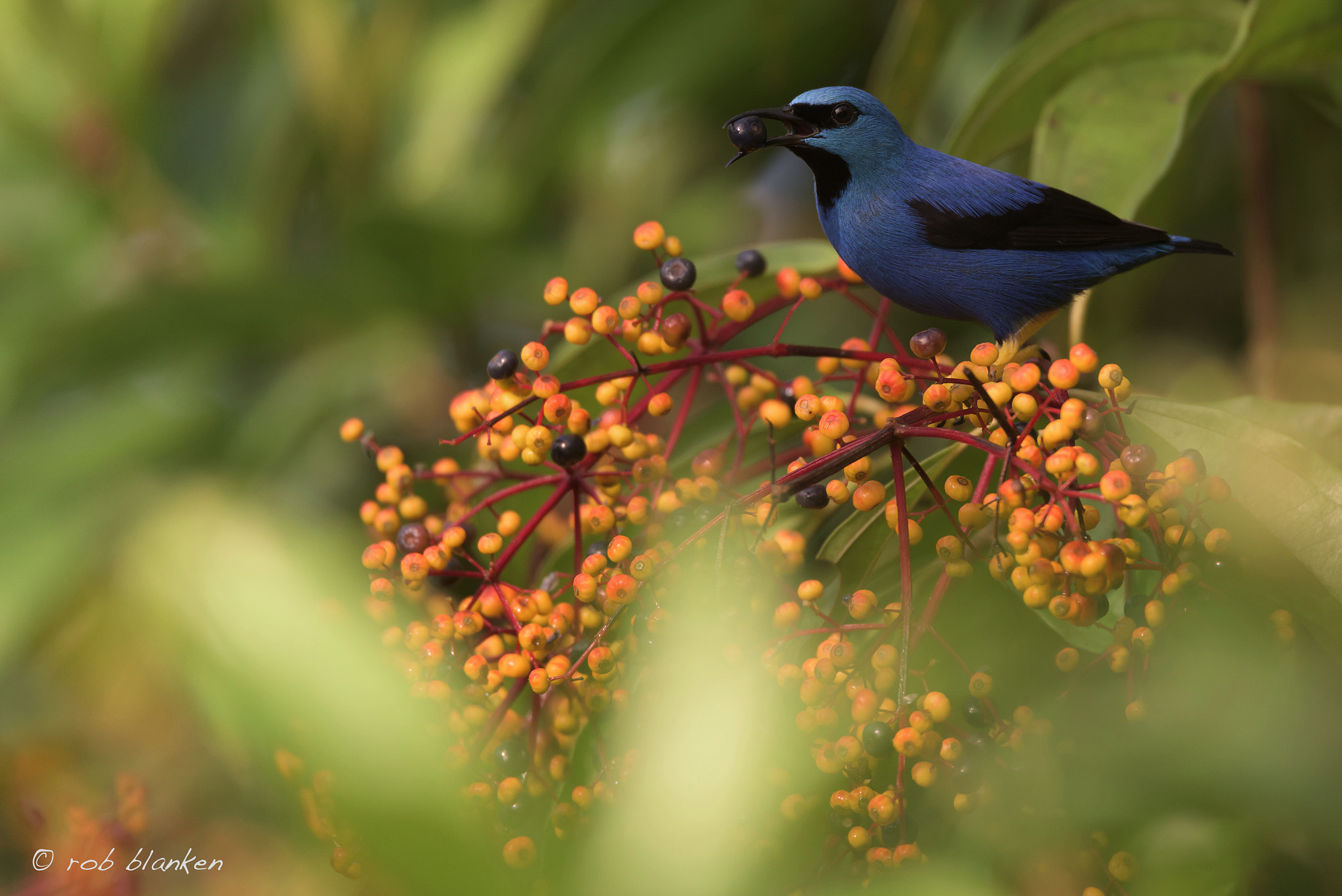 Nikon D810 sample photo. Blue dacnis photography